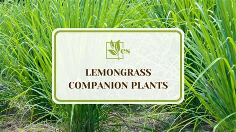 companion plants for lemongrass