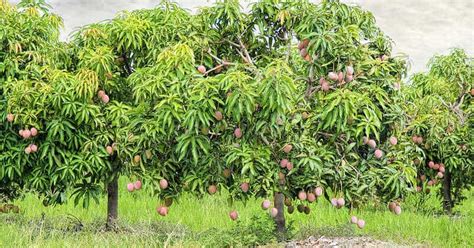 companion plants for mango trees