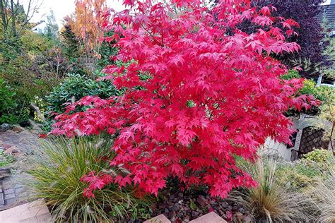 companion plants for maple tree