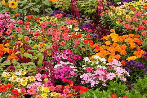 companion plants for marigolds in planters