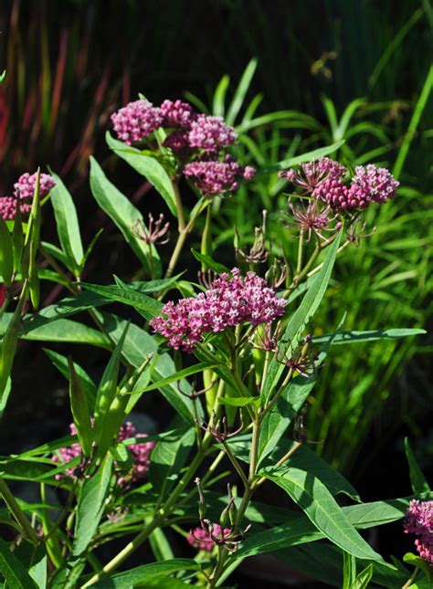 companion plants for milkweed