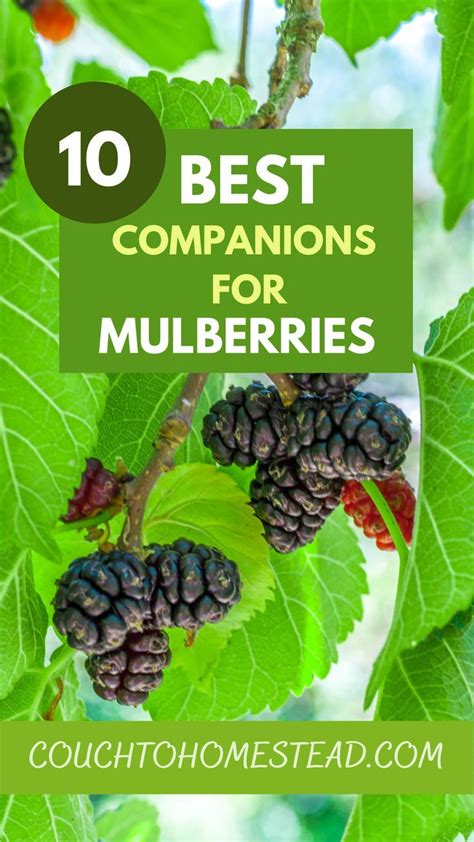 companion plants for mulberry tree