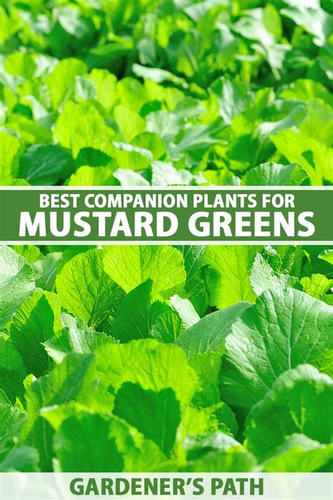 companion plants for mustard greens