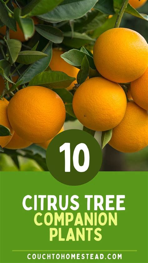 companion plants for orange trees