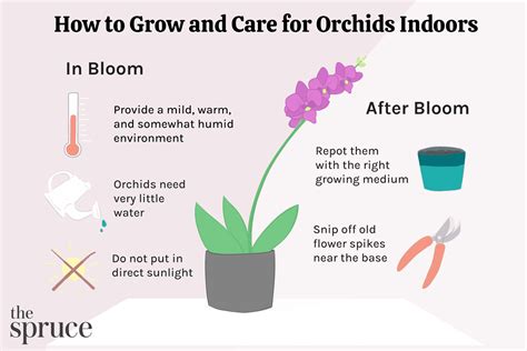 companion plants for orchids