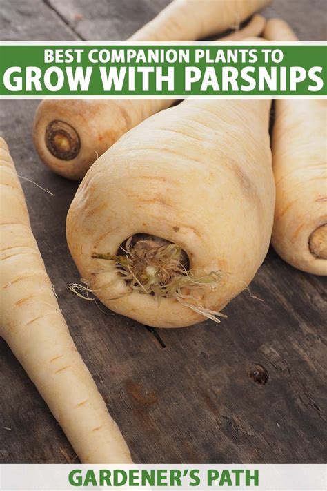 companion plants for parsnips