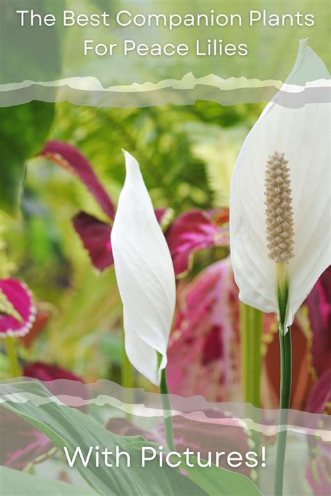 companion plants for peace lily