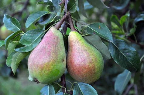 companion plants for pear trees