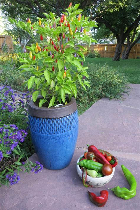 companion plants for peppers in containers