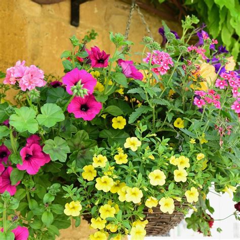 companion plants for petunias