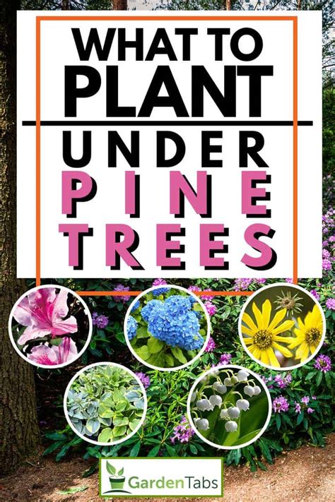 companion plants for pine trees