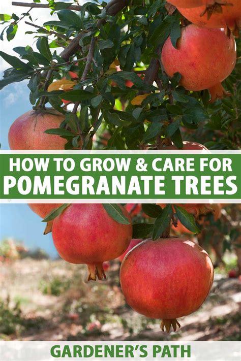 companion plants for pomegranate