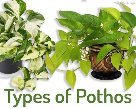 companion plants for pothos