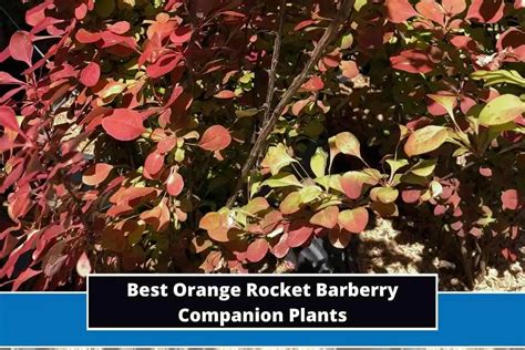 companion plants for rocket