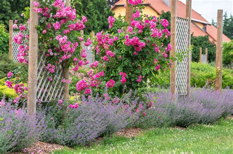 companion plants for rose bushes