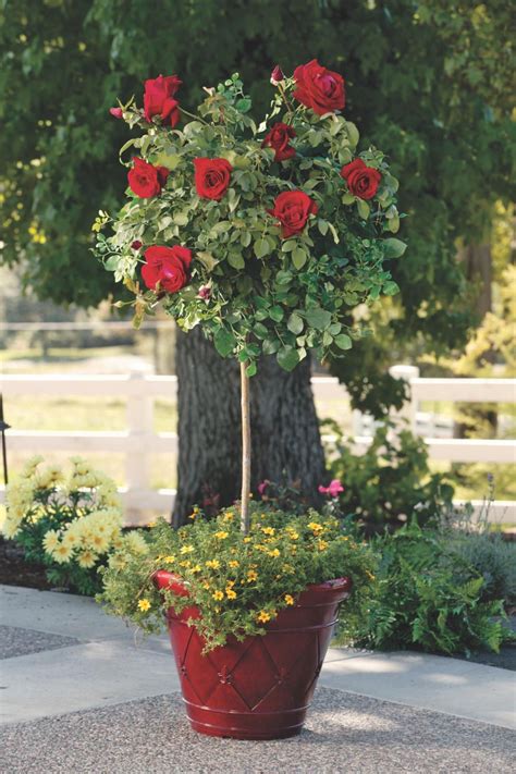 companion plants for roses in containers