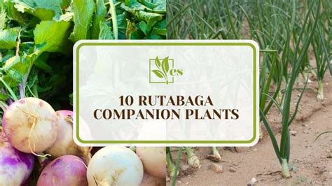 companion plants for rutabaga