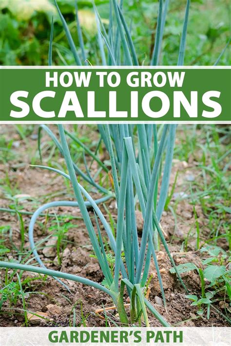 companion plants for scallions