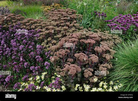 companion plants for sedum autumn joy