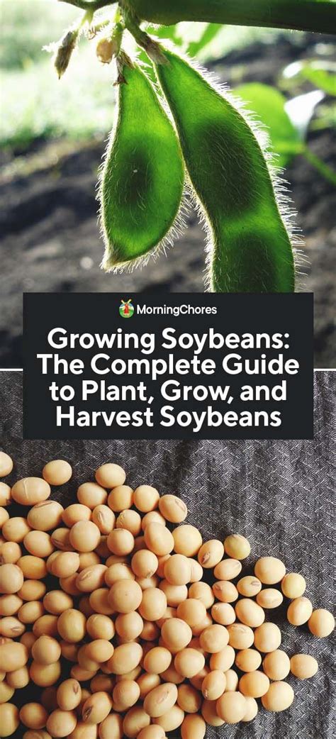 companion plants for soybeans