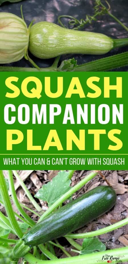 companion plants for squash and cucumbers