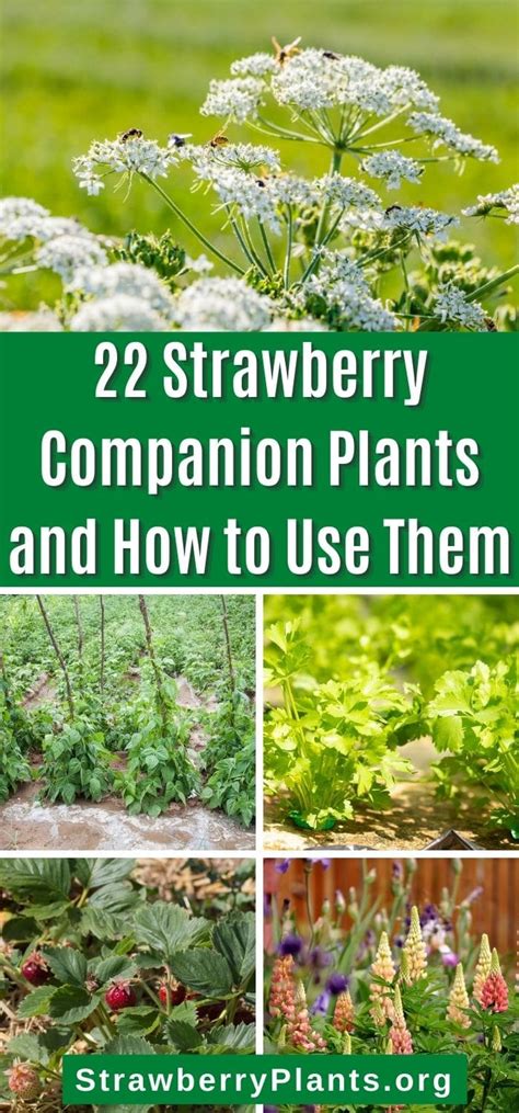 companion plants for strawberry plants
