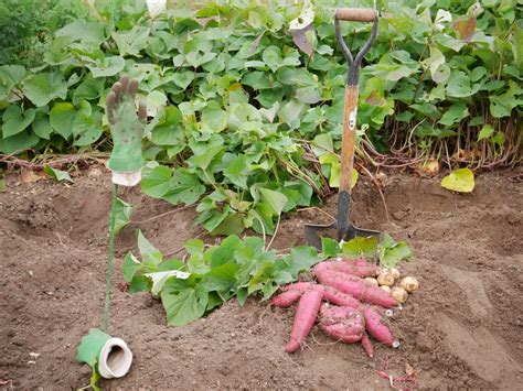 companion plants for sweet potato vine