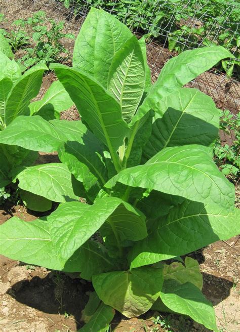 companion plants for tobacco