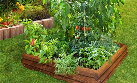 companion plants for tomatoes in raised beds
