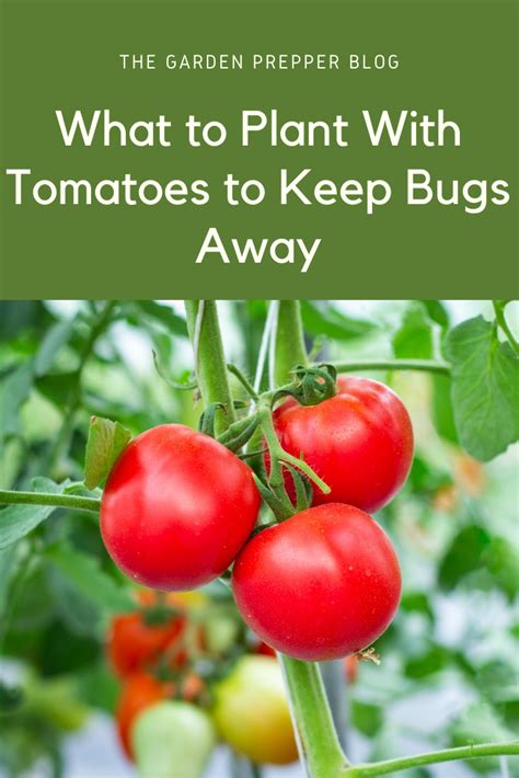companion plants for tomatoes to keep pests away
