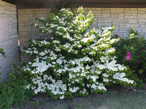 companion plants for viburnum