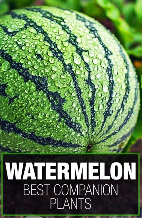 companion plants for watermelon and cantaloupe