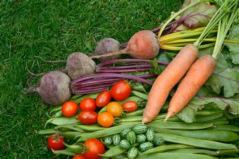 companion plants to carrots