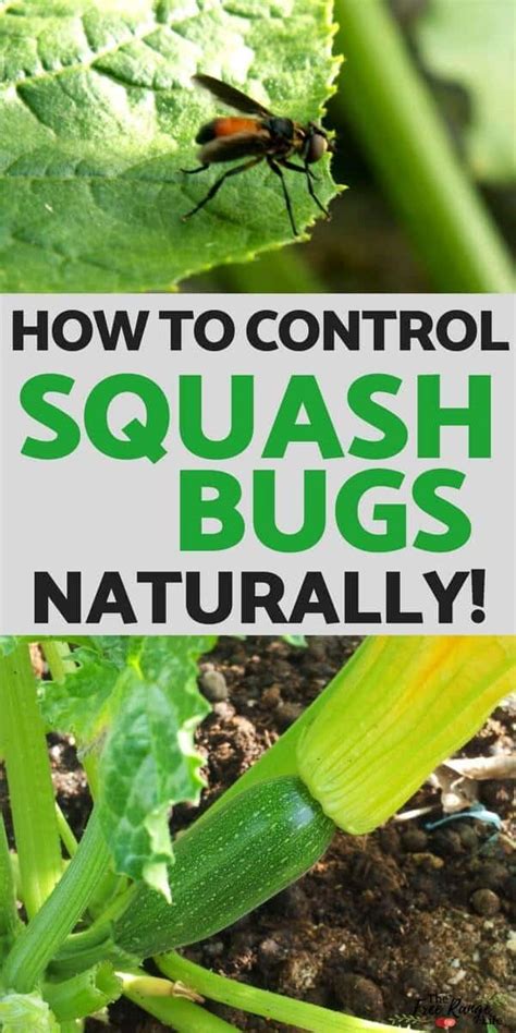 companion plants to deter squash bugs