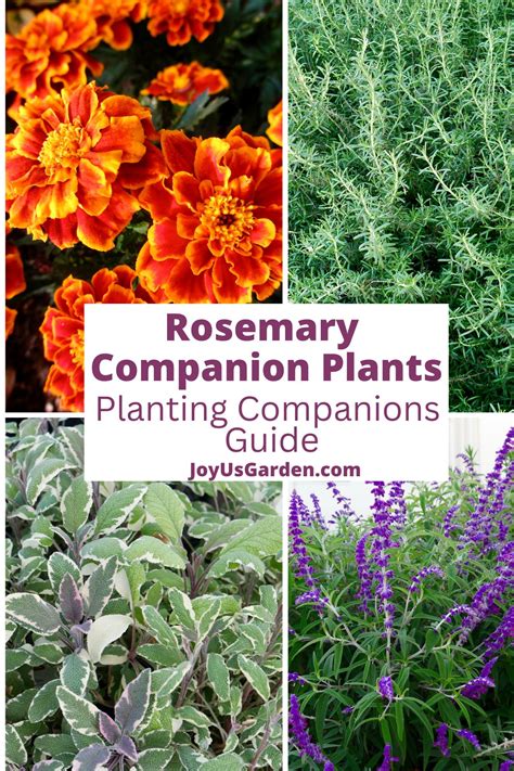companion plants to rosemary