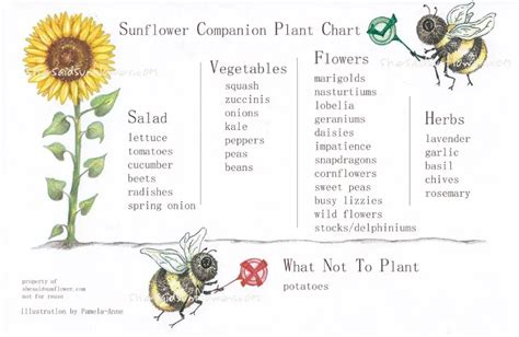 companion plants to sunflowers
