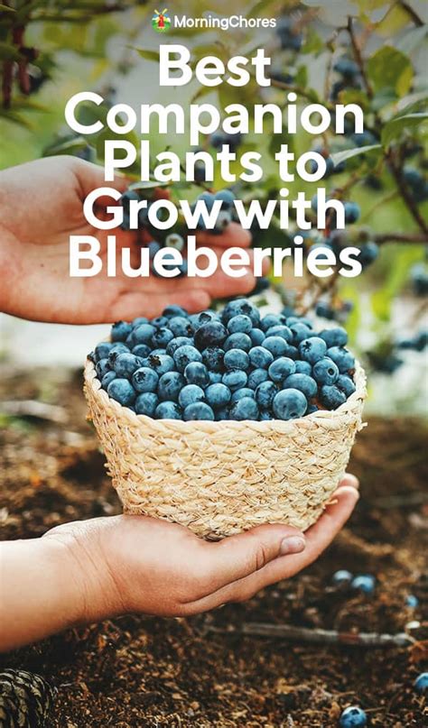 companion plants with blueberries