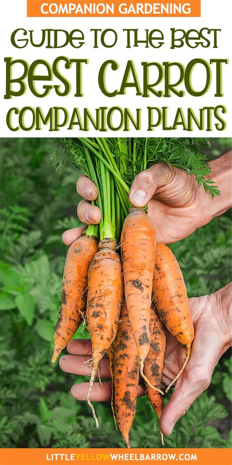 companion plants with carrots