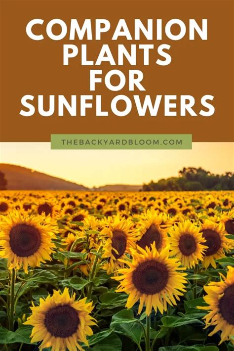 companion plants with sunflowers