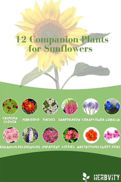 companion plants with sunflowers