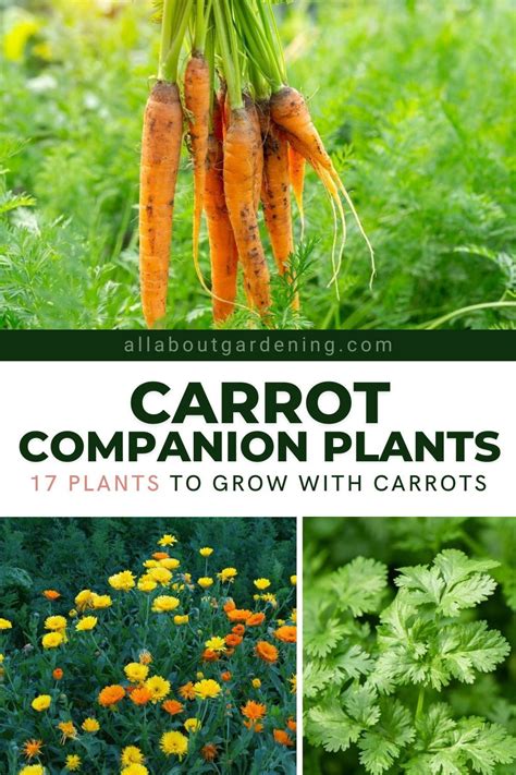 companion to carrots