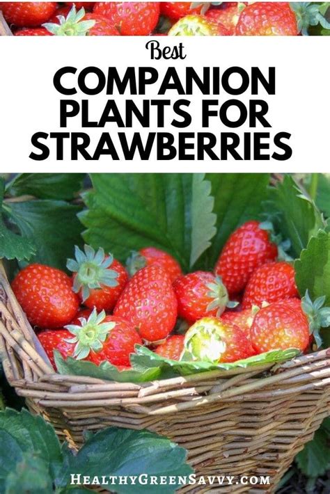 companion to strawberries