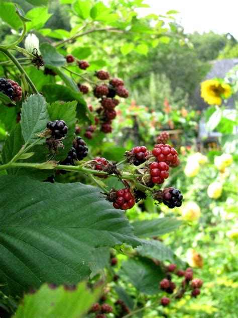 companion vegetables for blackberries
