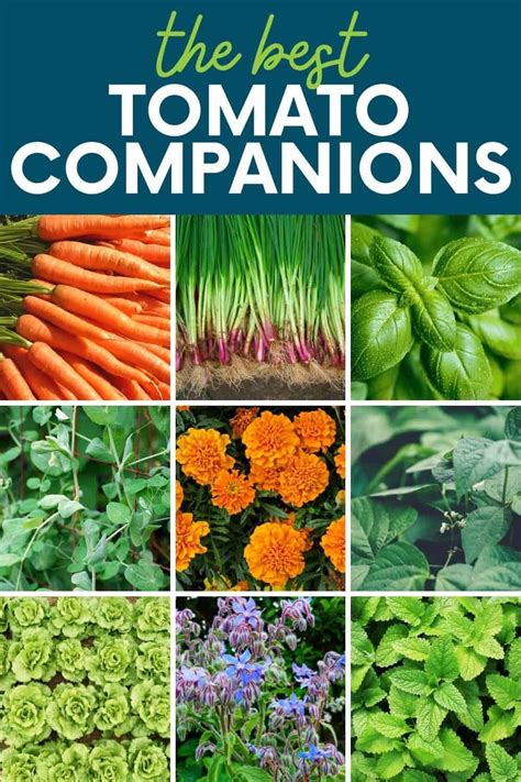 companion vegetables for tomatoes
