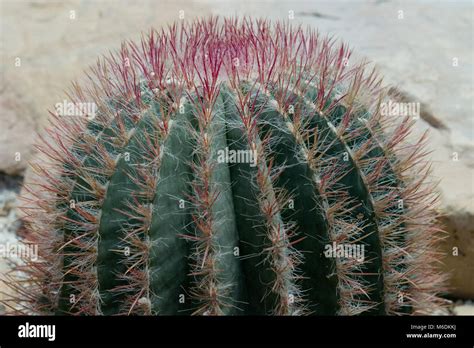 compass barrel cactus