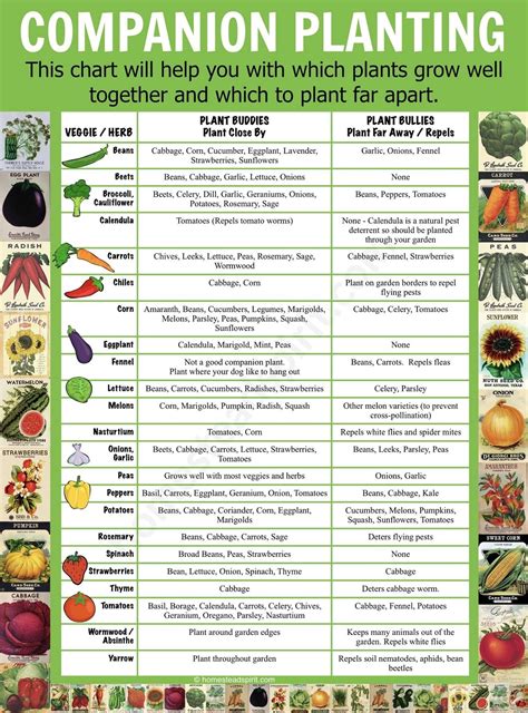 compatible vegetable gardening chart