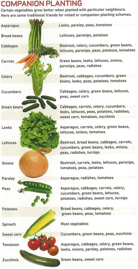 compatible vegetables