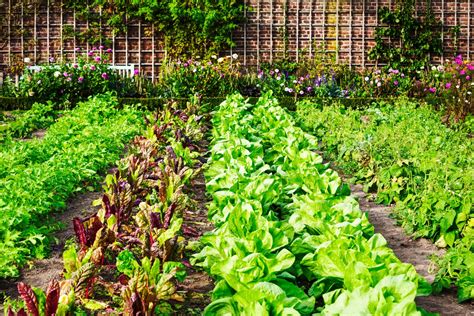 complementary planting in vegetable garden