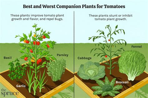 Complementary Planting of Tomatoes: A Comprehensive Guide