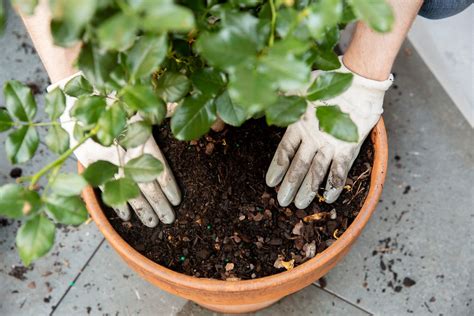 compost for roses in pots